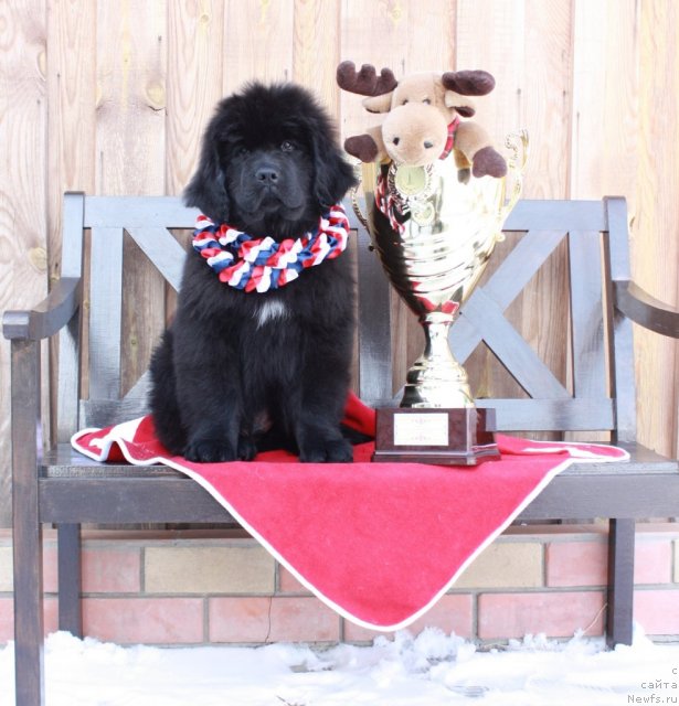 Фото: ньюфаундленд Akvatoriya Kelvin Tiguan (Акватория Келвин Тигуан)