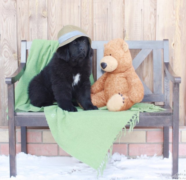Фото: ньюфаундленд Akvatoriya Kelvin Tayojnyiy Roman (Акватория Келвин Таёжный Роман)