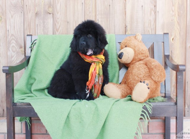 Фото: ньюфаундленд Akvatoriya Kelvin Turandot (Акватория Келвин Турандот)