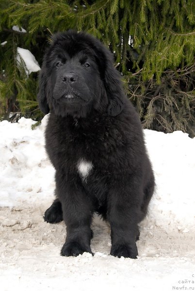 Фотография № 88760