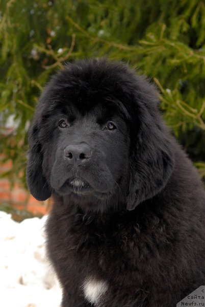 Фотография № 88763