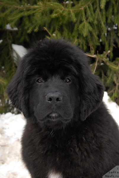 Фото: ньюфаундленд Sent Djons YEklips of ze Mun (Сент Джонс Эклипс оф зе Мун)