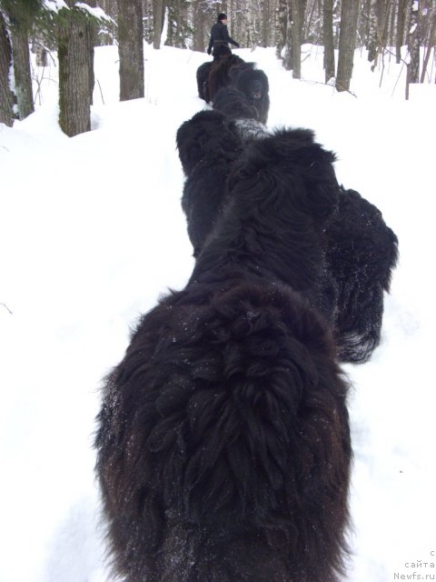 Фото: ньюфаундленд Akin Soul Sofiya (Акин Соул София), ньюфаундленд Andjel Viktorius (Анджел Викториус), ньюфаундленд Glyed Tu Si Djipsi (Глэд Ту Си Джипси), ньюфаундленд Lesnaya Skazka Lunnaya Sonata (Лесная Сказка Лунная Соната), ньюфаундленд Baryishnya (Барышня), ньюфаундленд Bol'shaya Medvedica (Большая Медведица)