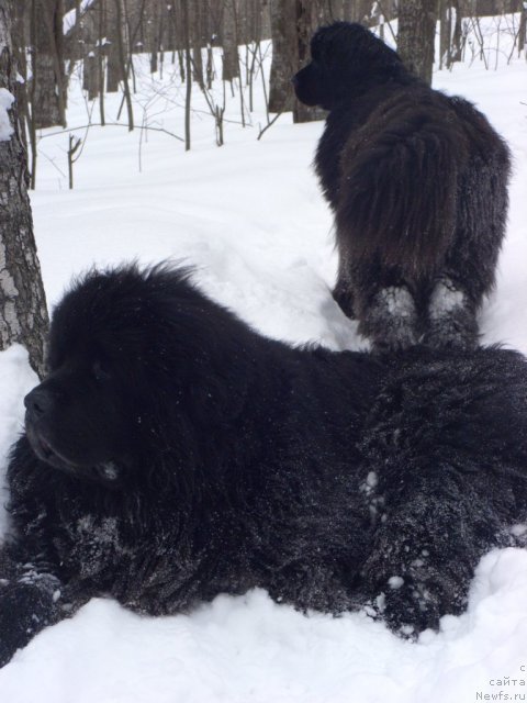 Фото: ньюфаундленд Andjel Viktorius (Анджел Викториус), ньюфаундленд Baryishnya (Барышня)