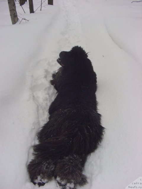 Фото: ньюфаундленд Bol'shaya Medvedica (Большая Медведица)