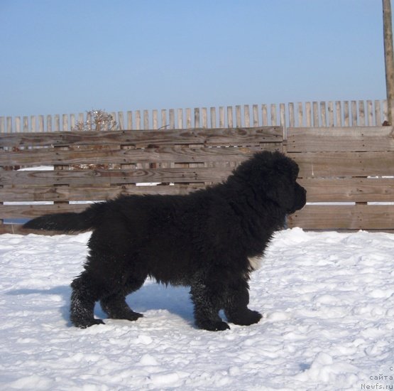 Фото: ньюфаундленд Blyek Diamond Agidel' ot Potapa Uvertyura (Блэк Диамонд Агидель от Потапа Увертюра)
