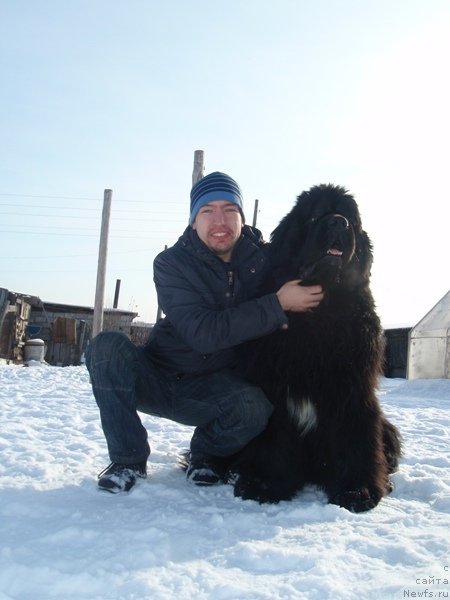 Фото: ньюфаундленд King of Helluland I'm Precious