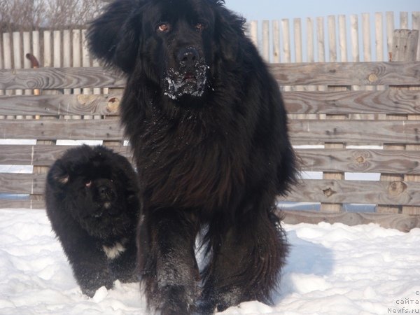 Фото: ньюфаундленд Blyek Diamond Agidel' ot Potapa Uvertyura (Блэк Диамонд Агидель от Потапа Увертюра), ньюфаундленд Koldovskaya Lyubov' (Колдовская Любовь)