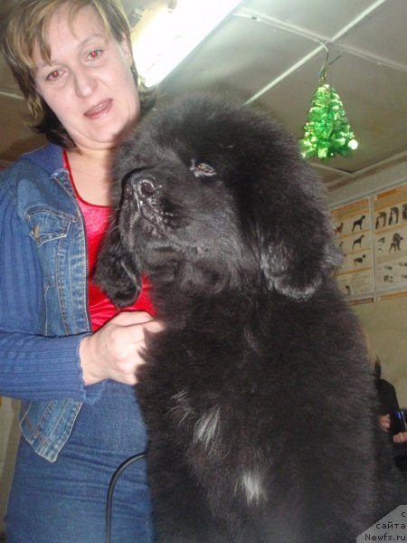 Фото: ньюфаундленд N'yufort Pacifik (Ньюфорт Пацифик)