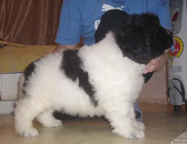 Фото: ньюфаундленд Super Bizon Baton (Супер Бизон Батон)