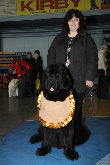 Фото: ньюфаундленд Blyek Diamond Agidel' ot Potapa Styessi (Блэк Диамонд Агидель от Потапа Стэсси)