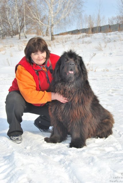 Фото: Valeriya Rakuta (Валерия Ракута), ньюфаундленд Charovnitsa   iz Medvejyego Yara (Чаровница из Медвежьего Яра)