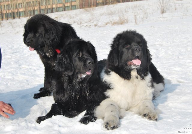 Фото: ньюфаундленд Formula Lyubvi ot Sibirskogo Medvedya (Формула Любви от Сибирского Медведя), ньюфаундленд CHedder Ford ot Sibirskogo Medvedya (Чеддер Форд от Сибирского Медведя), ньюфаундленд CHernaya Jemchujina ot Sibirskogo Medvedya (Черная Жемчужина от Сибирского Медведя)