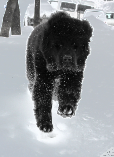 Фото: ньюфаундленд Sent Djons YU May Lav (Сент Джонс Ю Май Лав)