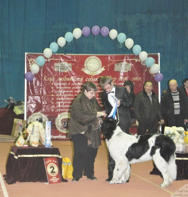 Фото: ньюфаундленд Nica Dlja Kara Ayular iz Tihogo Omuta (Ница для Кара Аюлар из Тихого Омута), Aleksandr Fayzulin (Александр Файзулин)