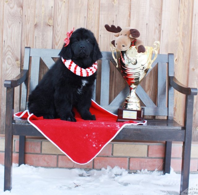 Фото: ньюфаундленд Akvatoriya Kelvin Tomnaya Zara (Акватория Келвин Томная Зара)