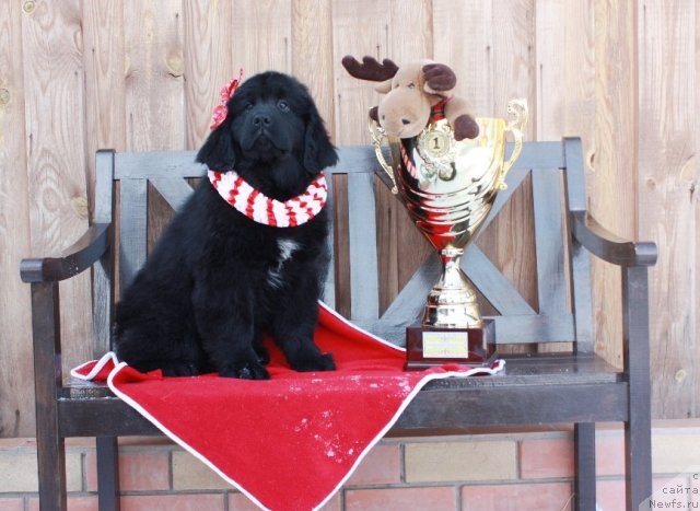 Фото: ньюфаундленд Akvatoriya Kelvin Tomnaya Zara (Акватория Келвин Томная Зара)