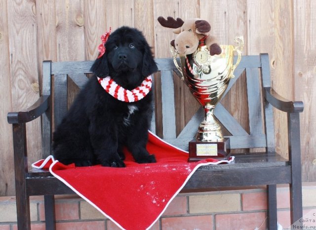 Фото: ньюфаундленд Akvatoriya Kelvin Tomnaya Zara (Акватория Келвин Томная Зара)