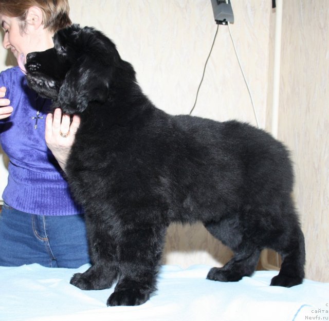 Фото: ньюфаундленд Fann'yuf Terra Inkognita (Фанньюф Терра Инкогнита)