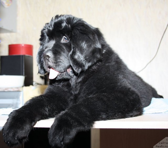 Фото: ньюфаундленд Fann'yuf Terra Inkognita (Фанньюф Терра Инкогнита)