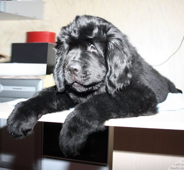 Фото: ньюфаундленд Fann'yuf Terra Inkognita (Фанньюф Терра Инкогнита)