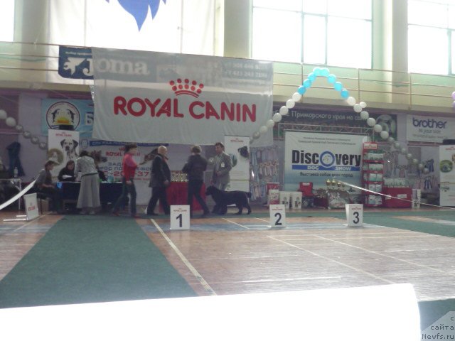 Фото: ньюфаундленд Sent Djons SHarlotta (Сент Джонс Шарлотта)