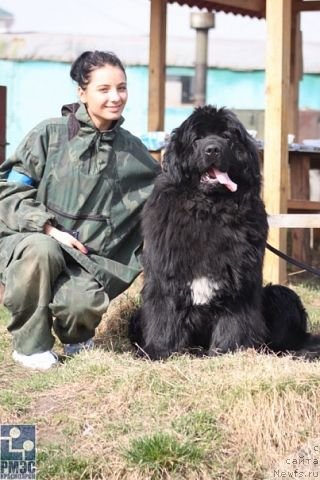 Фото: ньюфаундленд Super Premium Ellou Sabmarin (Супер Премиум Еллоу Сабмарин)