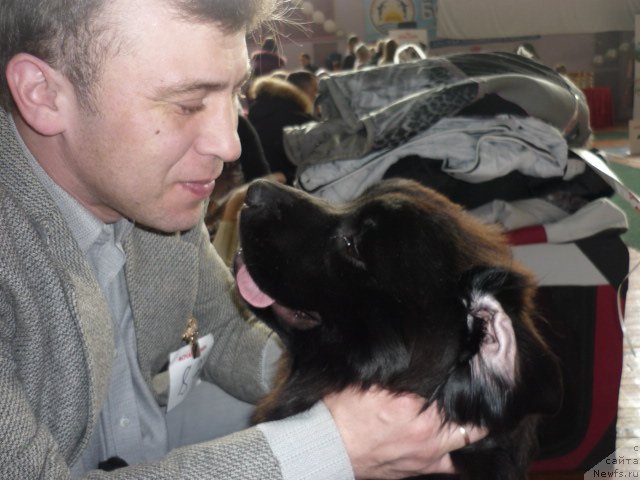 Фото: ньюфаундленд Sent Djons SHarlotta (Сент Джонс Шарлотта)