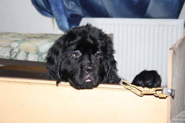 Фото: ньюфаундленд Fann'yuf Tinkerbel' Skazochnaya Princessa (Фанньюф Тинкербель Сказочная Принцесса)