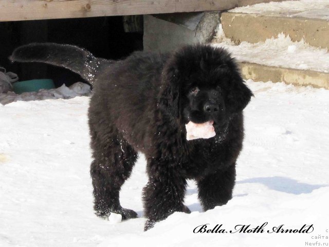 Фото: ньюфаундленд Byella Moss Arnol'd (Бэлла Мосс Арнольд)