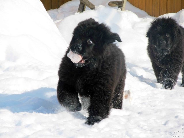 Фото: [d11189] и, ньюфаундленд Byella Moss Arnol'd (Бэлла Мосс Арнольд)