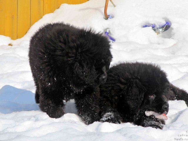 Фото: [d11189] и, ньюфаундленд Byella Moss Arnol'd (Бэлла Мосс Арнольд)