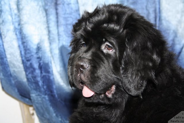 Фото: ньюфаундленд Fann'yuf Tinkerbel' Skazochnaya Princessa (Фанньюф Тинкербель Сказочная Принцесса)