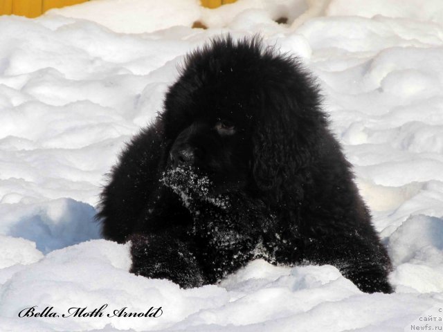 Фото: ньюфаундленд Byella Moss Arnol'd (Бэлла Мосс Арнольд)