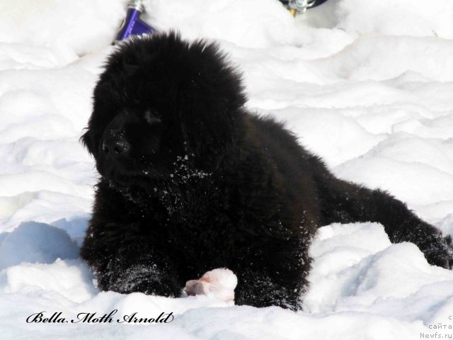 Фото: ньюфаундленд Byella Moss Arnol'd (Бэлла Мосс Арнольд)