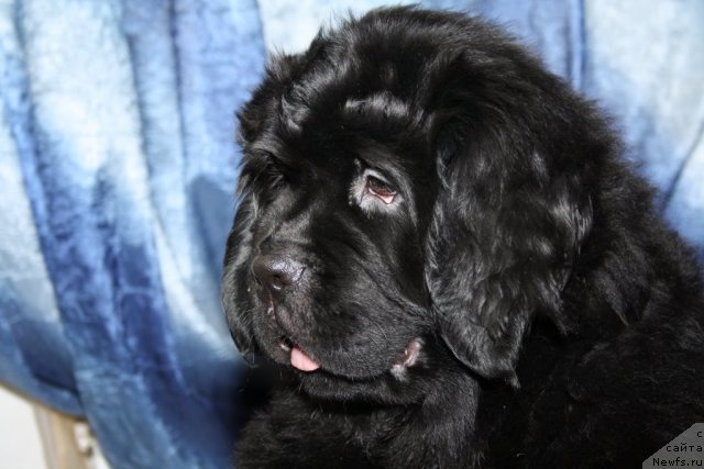 Фото: ньюфаундленд Fann'yuf Tinkerbel' Skazochnaya Princessa (Фанньюф Тинкербель Сказочная Принцесса)