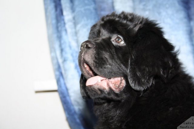 Фотография № 88865