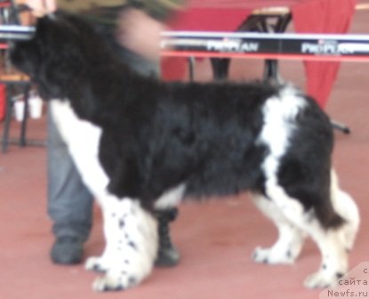 Фото: ньюфаундленд Plushevaya Panda Ulybka Ledi Scharm (Плюшевая Панда Улыбка Леди Шарм)