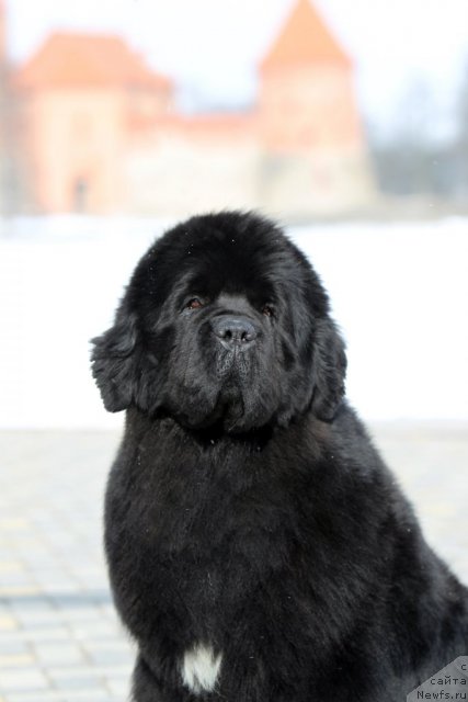 Фото: ньюфаундленд Bowaters Braveheart Nuo Ozo Kalvu