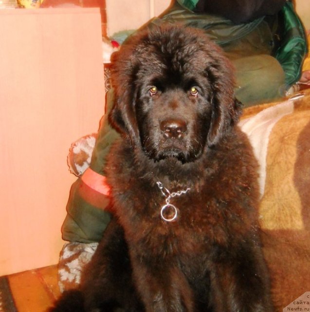 Фото: ньюфаундленд Primadonna Klimskaya (Примадонна Климская)