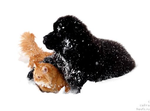 Фотография № 8887