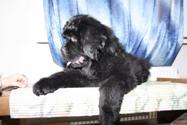 Фотография № 88871