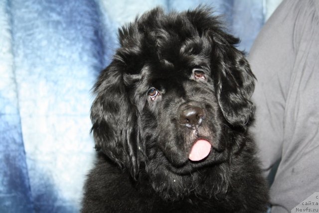 Фото: ньюфаундленд Fann'yuf Tinkerbel' Skazochnaya Princessa (Фанньюф Тинкербель Сказочная Принцесса)