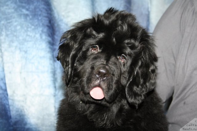 Фотография № 88873