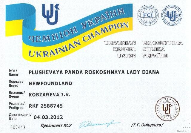 Фото: ньюфаундленд Plushevaya Panda Roskoshnaya Lady Diana (Плюшевая Панда Роскошная Леди Диана)