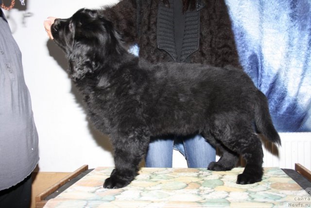 Фотография № 88878