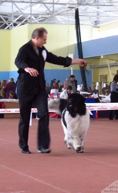 Фото: ньюфаундленд Rosa Mollis Baby Scratch My Back