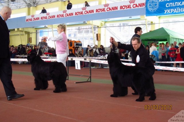 Фото: ньюфаундленд Sanni Roud Alis in Vanderlend (Санни Роуд Алис ин Вандерленд), ньюфаундленд Plushevaya Panda Roskoshnaya Lady Diana (Плюшевая Панда Роскошная Леди Диана)