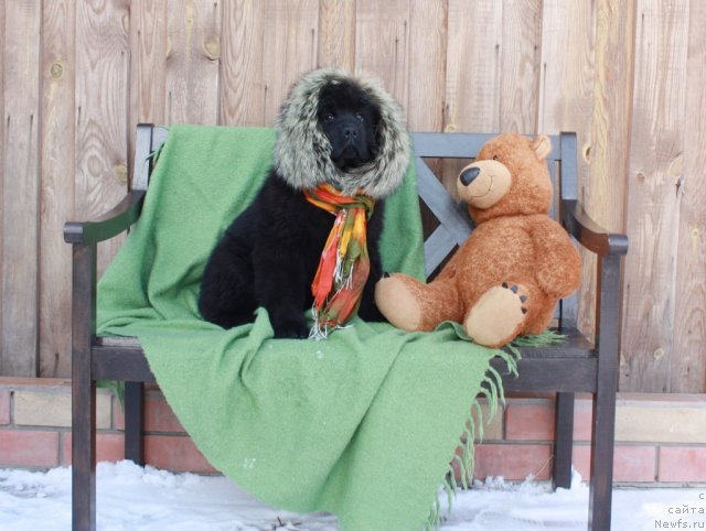 Фото: ньюфаундленд Akvatoriya Kelvin Turandot (Акватория Келвин Турандот)