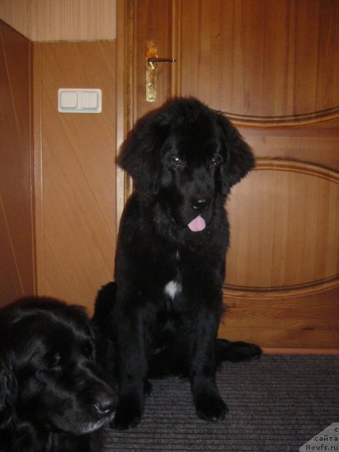Фото: ньюфаундленд Piternyuf Nota Bene (Питерньюф Нота Бене)